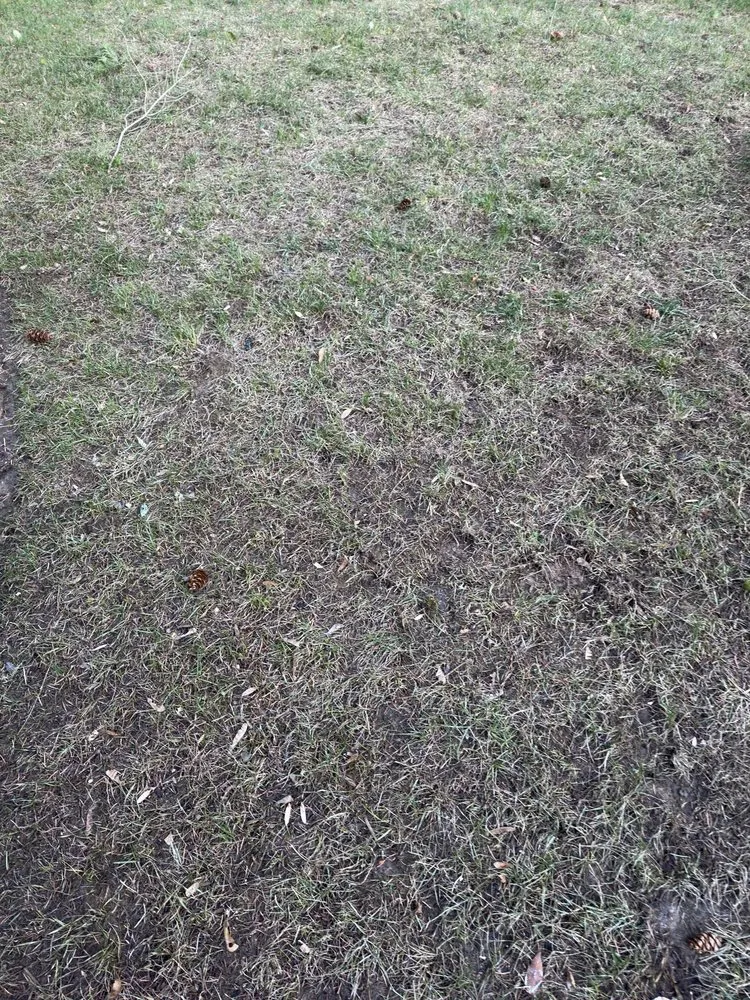 Local lawn care service for homes in Lincoln, MA by SavATree Lincoln