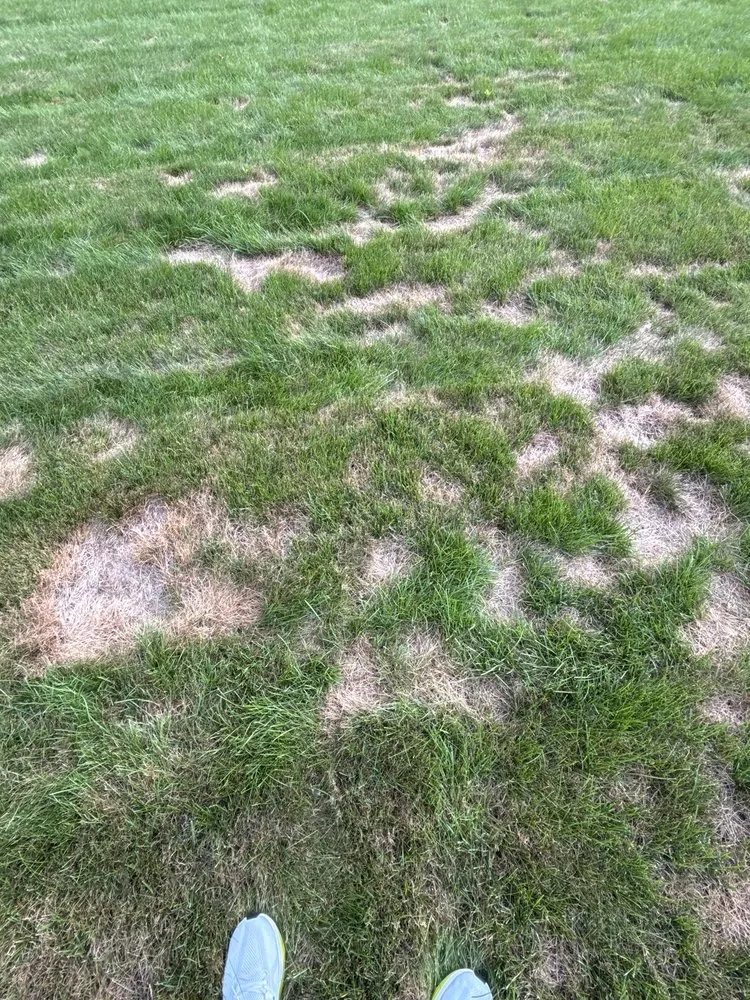 Top-rated outdoor landscaping for outdoor upgrades across Lincoln, MA - SavATree Lincoln