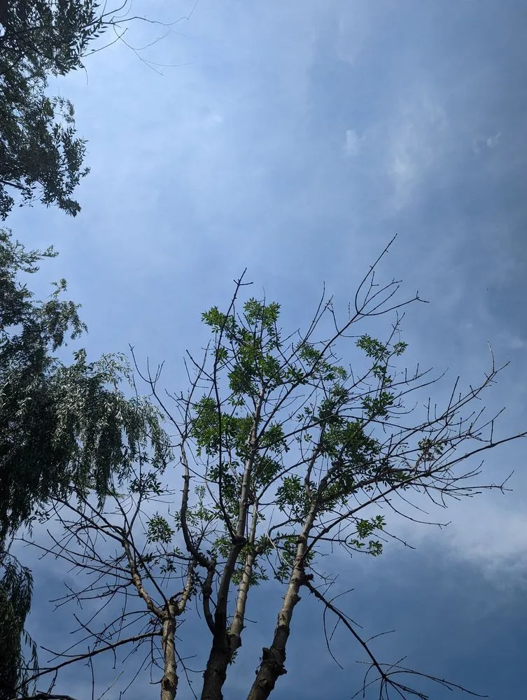 Trusted outdoor landscaping experts serving Louisville, KY - SavATree Louisville