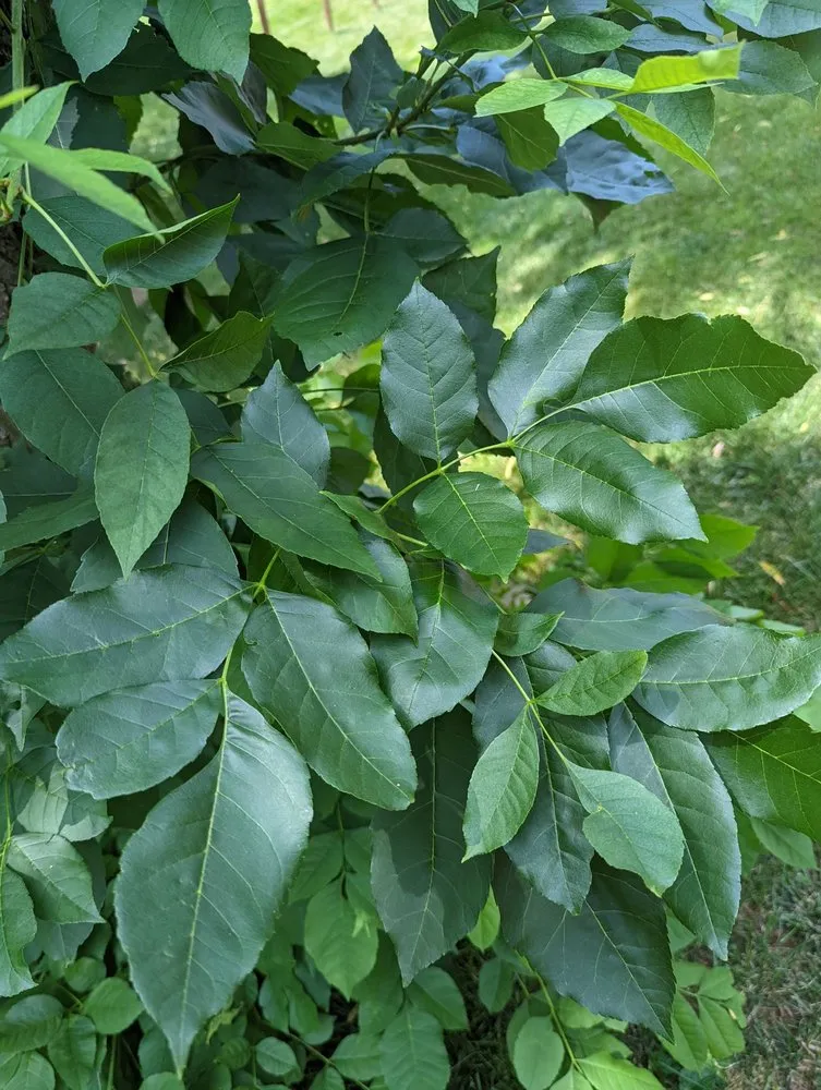 Expert garden landscaping experts serving Louisville, KY - SavATree Louisville