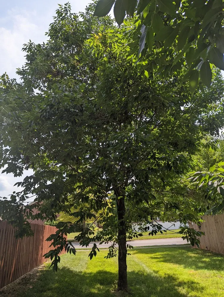 Trusted yard cleanup service near you in Louisville, KY by SavATree Louisville