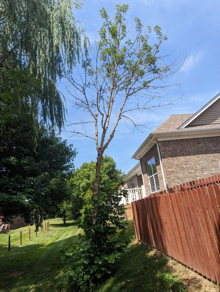 Custom landscape installation with custom design across Louisville, KY - SavATree Louisville