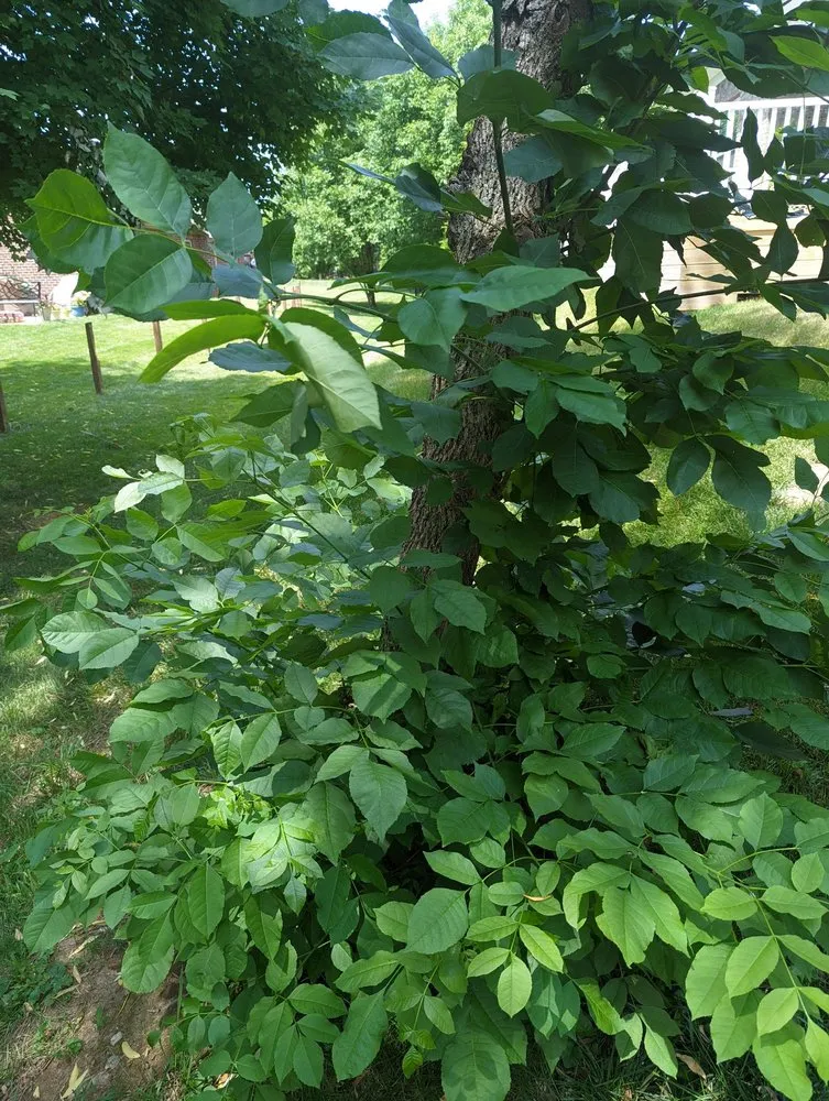 Reliable outdoor landscaping in Louisville, KY by SavATree Louisville