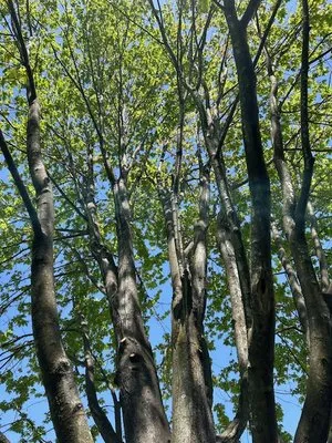 SavATree Mainline Logo