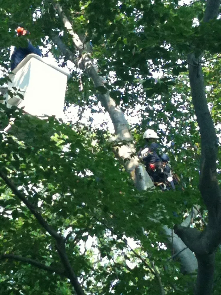 Custom garden landscaping with custom design in Mountainside, NJ by SavATree Mountainside