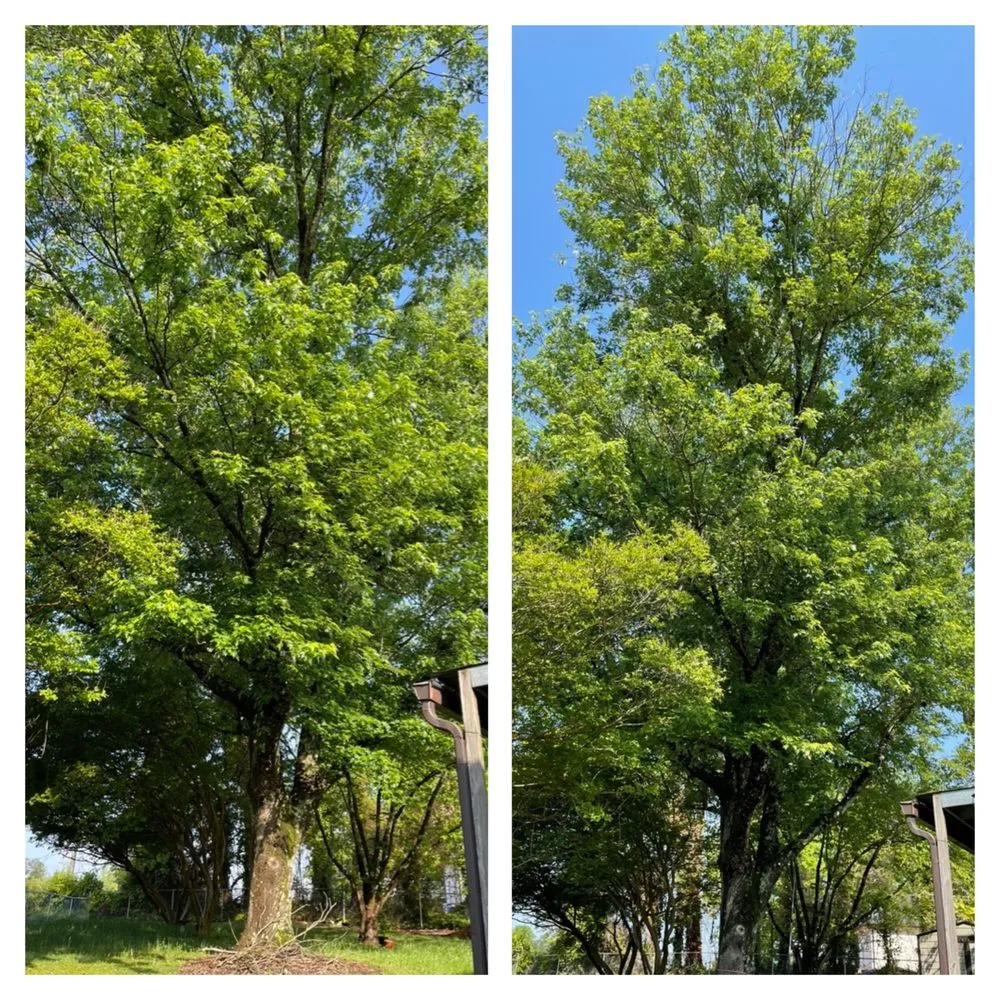 Reliable lawn care service for homes across Norcross, GA - SavATree Norcross