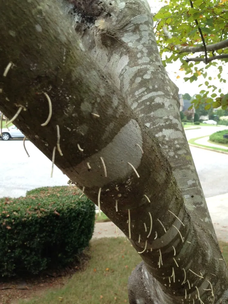 Professional garden landscaping experts serving Norcross, GA - SavATree Norcross