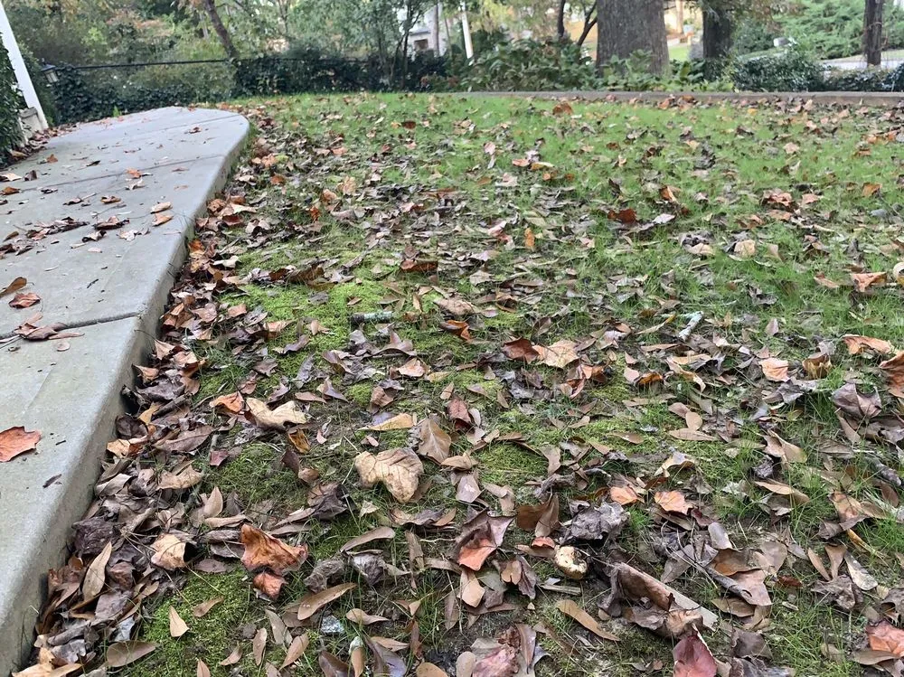 Local landscaping services in Norcross, GA by SavATree Norcross