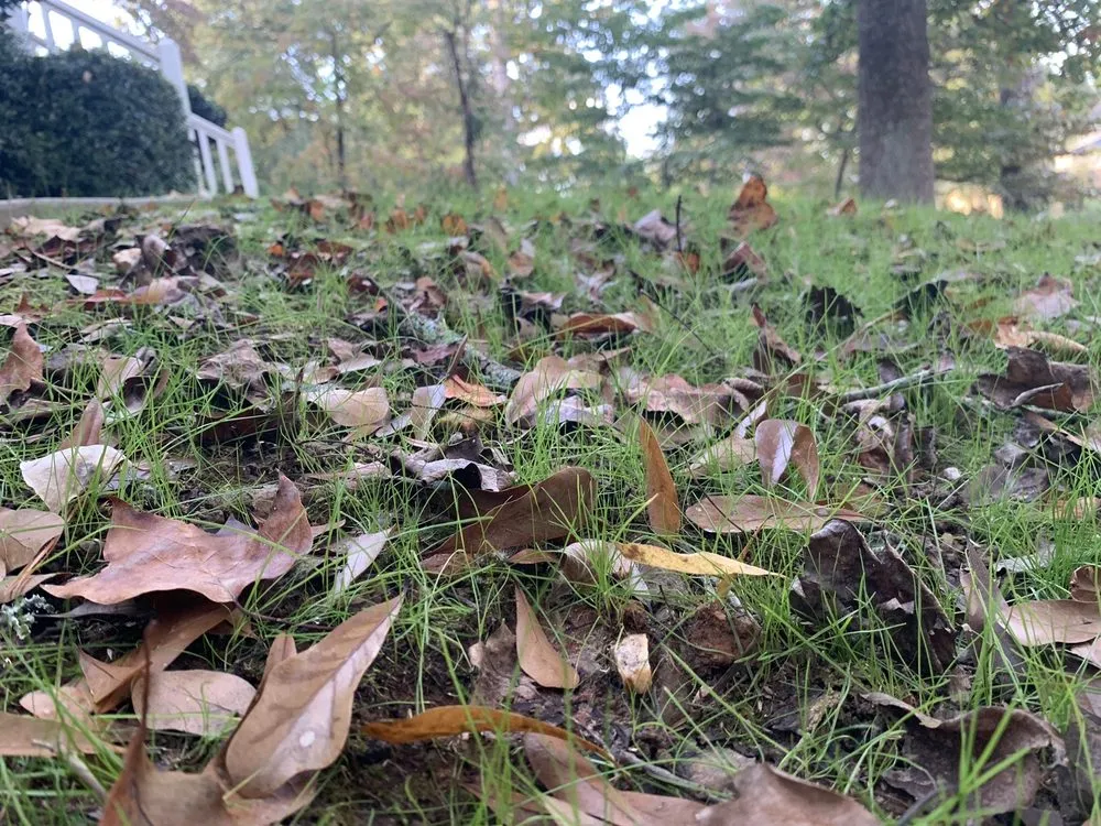 Local residential landscaping in Norcross, GA by SavATree Norcross