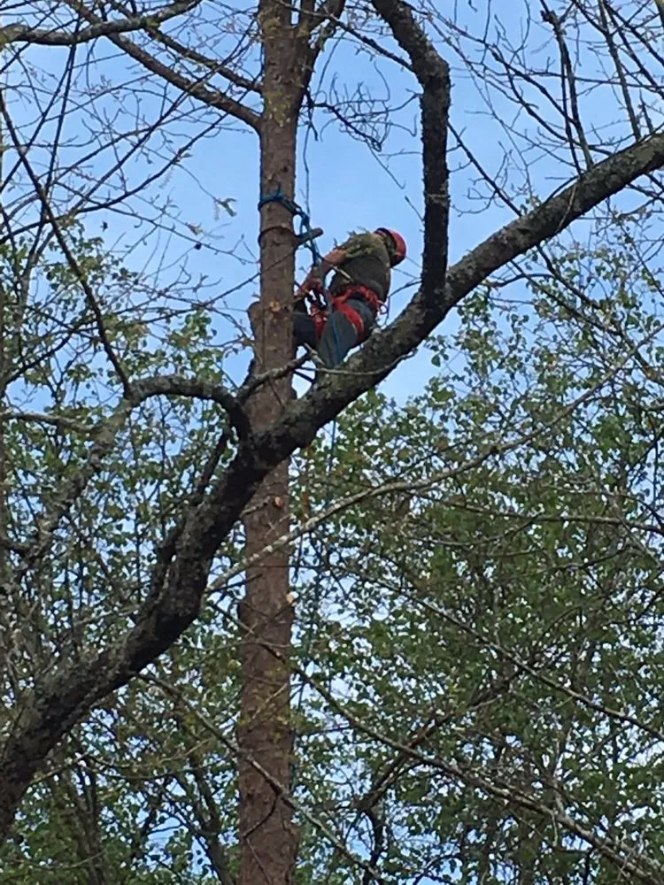 Top-rated yard cleanup service for outdoor upgrades in Norcross, GA by SavATree Norcross