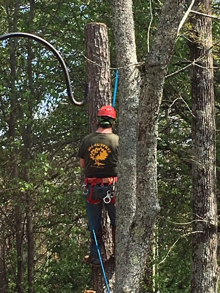 Local yard maintenance experts serving Norcross, GA - SavATree Norcross