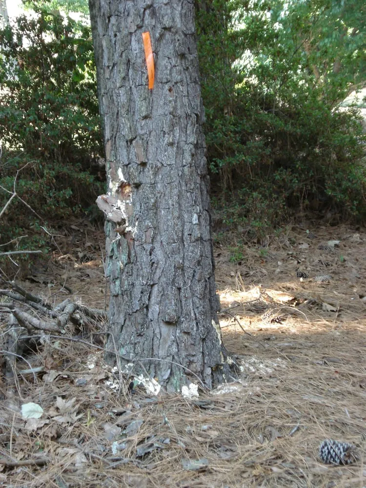 Trusted lawn mowing service near you across Norcross, GA - SavATree Norcross