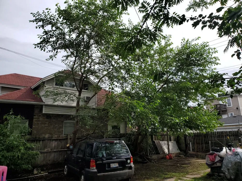 Reliable landscape installation in Northbrook, IL - SavATree Northbrook