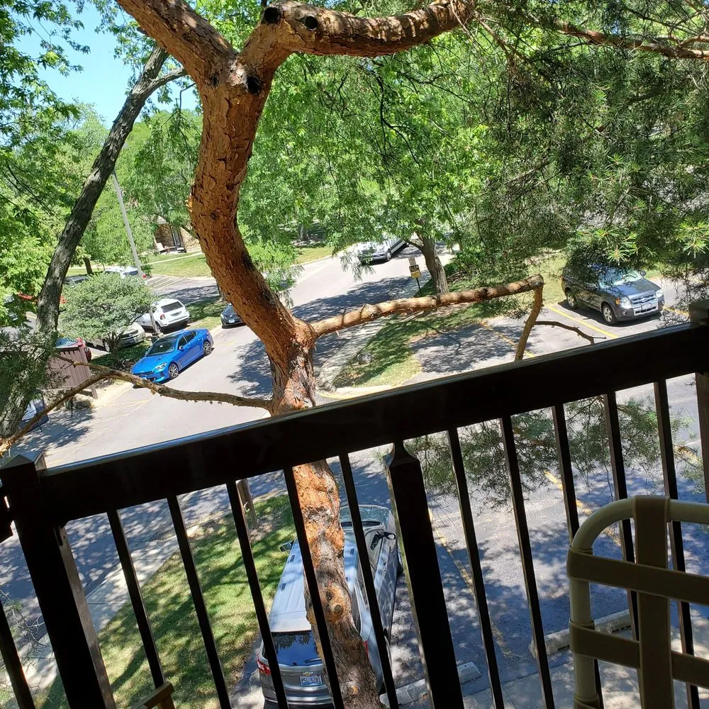 Affordable yard cleanup service in Northbrook, IL by SavATree Northbrook