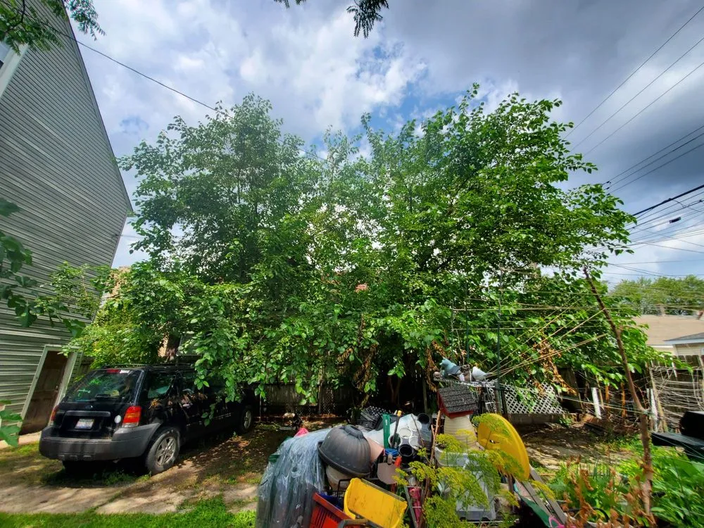 Expert outdoor landscaping in Northbrook, IL - SavATree Northbrook