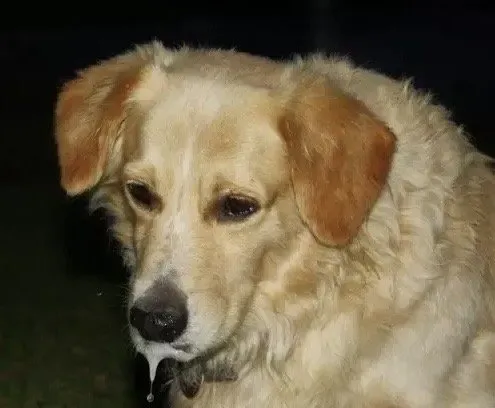 Custom landscaping services in Norwalk, CT - SavATree Norwalk