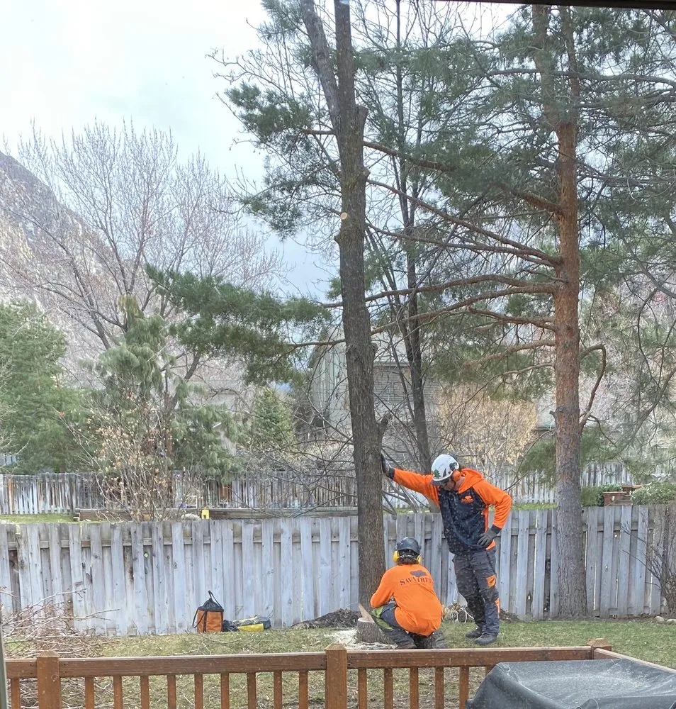 Top-rated yard cleanup service in Park City, UT - SavATree Park City