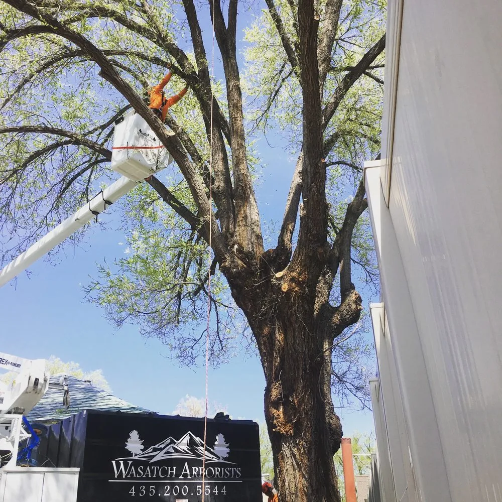 Affordable lawn care service for residential properties across Park City, UT - SavATree Park City