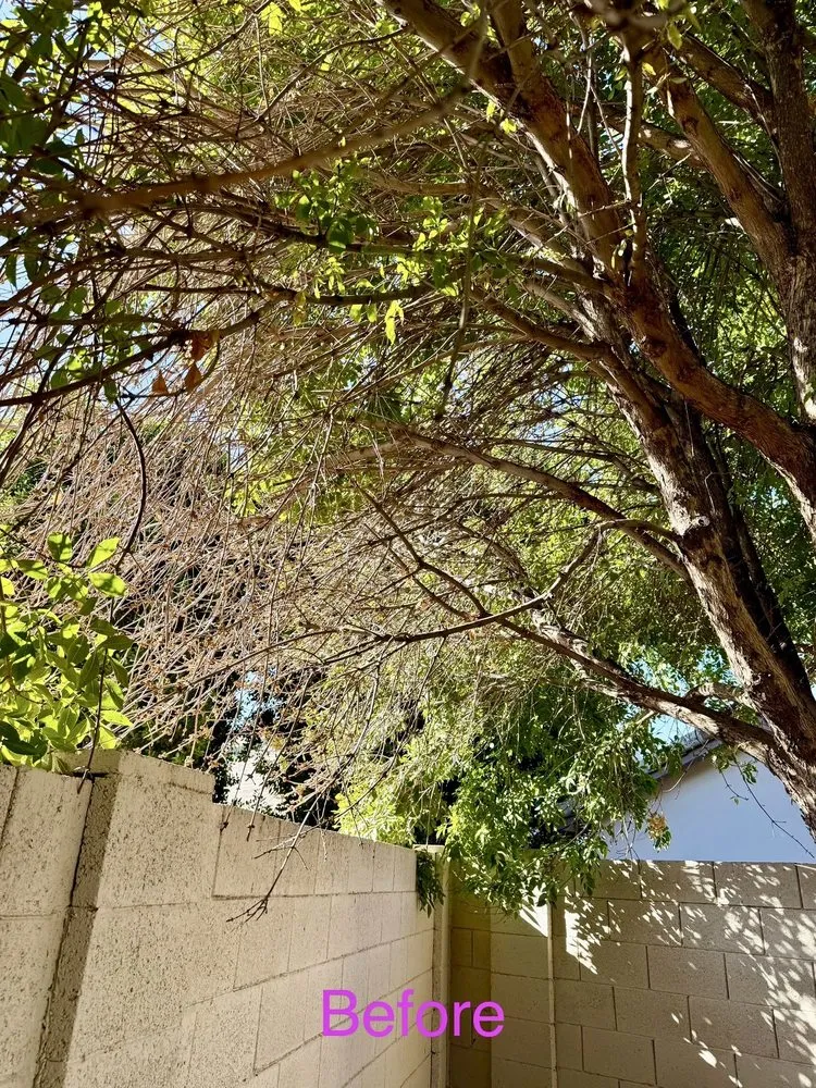 Local outdoor landscaping experts serving Phoenix, AZ - SavATree Phoenix