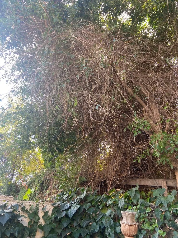 Reliable landscape design in Phoenix, AZ by SavATree Phoenix