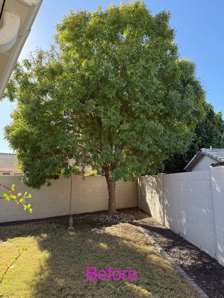 Trusted lawn care service for homes across Phoenix, AZ - SavATree Phoenix