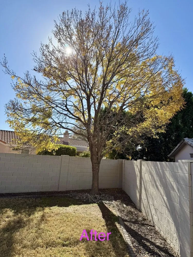 Affordable landscaping services experts serving Phoenix, AZ - SavATree Phoenix