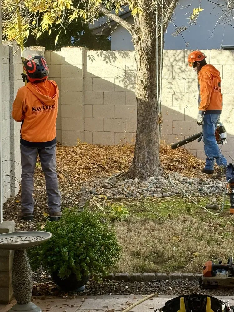 Reliable lawn care service for beautiful yards across Phoenix, AZ - SavATree Phoenix