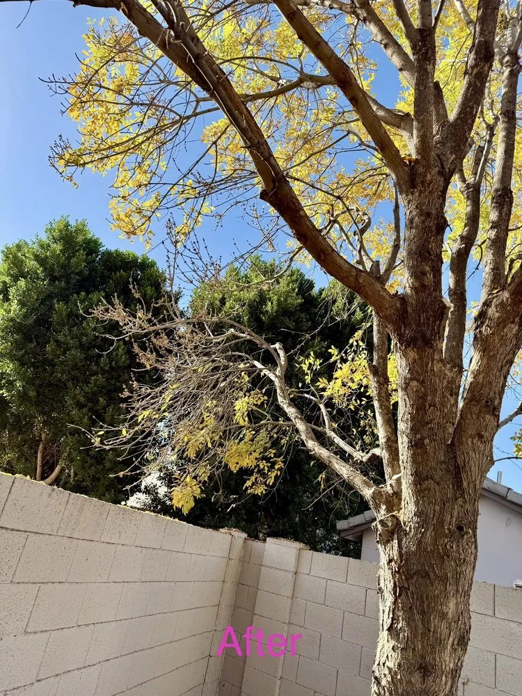 Professional landscaping services in Phoenix, AZ by SavATree Phoenix