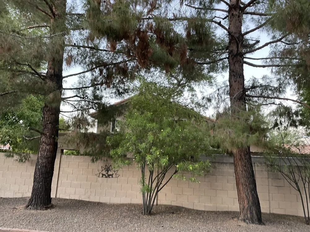 Custom yard maintenance with custom design in Phoenix, AZ by SavATree Phoenix