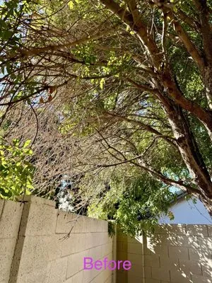 SavATree Phoenix Logo