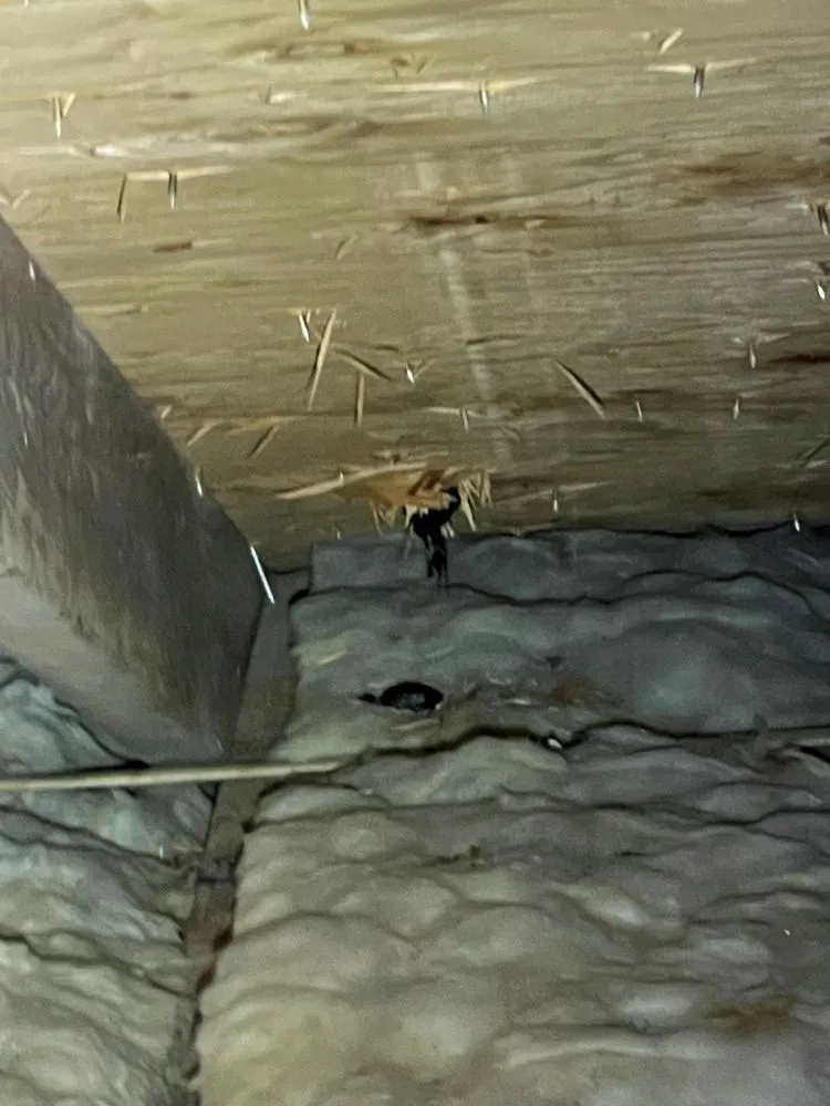 Affordable residential landscaping in Hamilton, NJ by SavATree Princeton