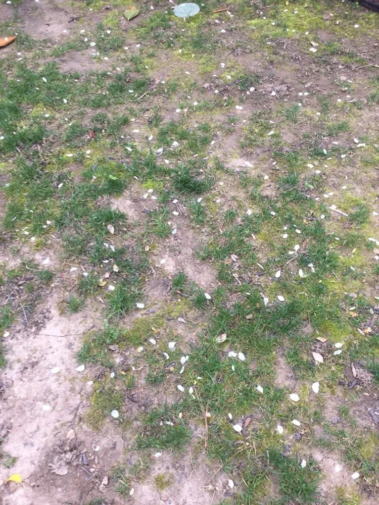 Custom lawn care service for year-round maintenance across Hamilton, NJ - SavATree Princeton