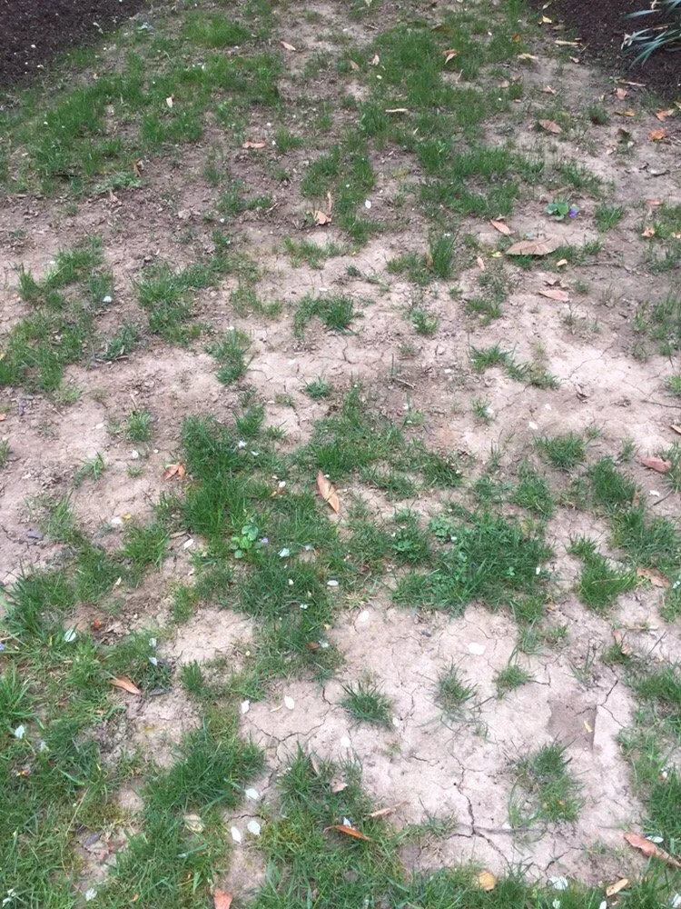 Professional landscaping services for residential properties across Hamilton, NJ - SavATree Princeton