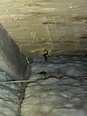 SavATree Princeton Logo