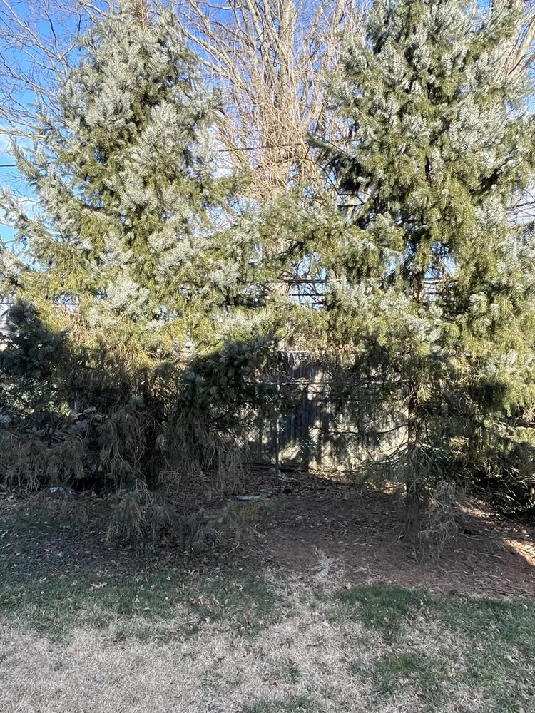 Affordable landscaping services in Rockville, MD - SavATree Rockville