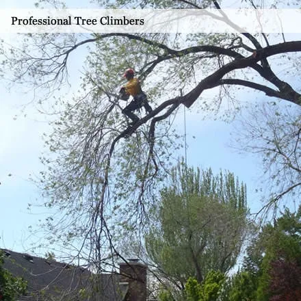 Affordable outdoor landscaping in Salt Lake City, UT - SavATree Salt Lake City