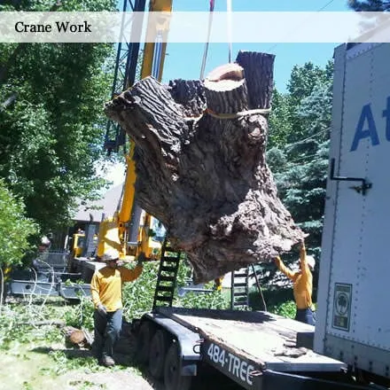 Trusted lawn mowing service in Salt Lake City, UT by SavATree Salt Lake City