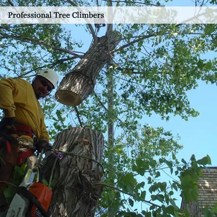 Expert garden landscaping in Salt Lake City, UT - SavATree Salt Lake City