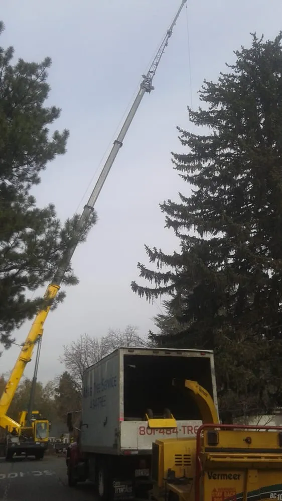 Custom yard maintenance experts serving Salt Lake City, UT - SavATree Salt Lake City