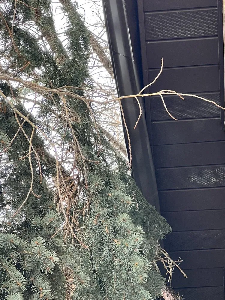 Top-rated landscape installation for year-round maintenance in Salt Lake City, UT by SavATree Salt Lake City