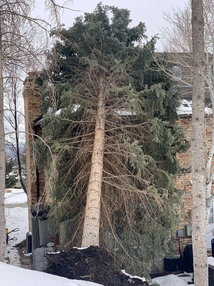 Trusted landscape design for year-round maintenance in Salt Lake City, UT by SavATree Salt Lake City