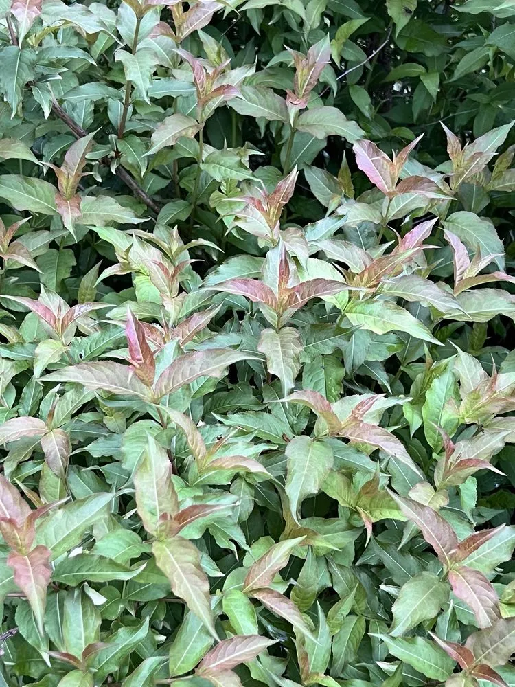 Affordable yard maintenance for outdoor upgrades in Troy, MI by SavATree Troy