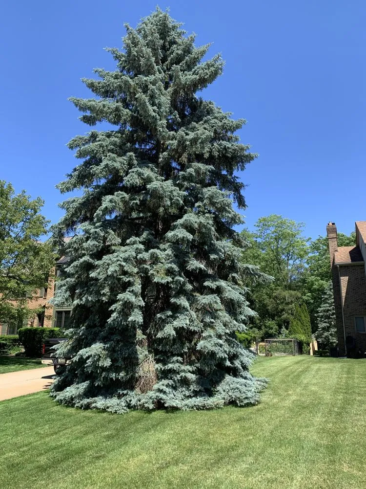 Trusted lawn care service for year-round maintenance in Troy, MI by SavATree Troy