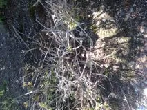 Custom residential landscaping in Wyckoff, NJ by SavATree Wyckoff