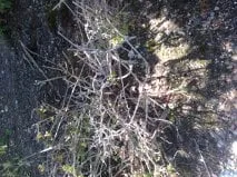 Custom lawn care service in Wyckoff, NJ by SavATree Wyckoff