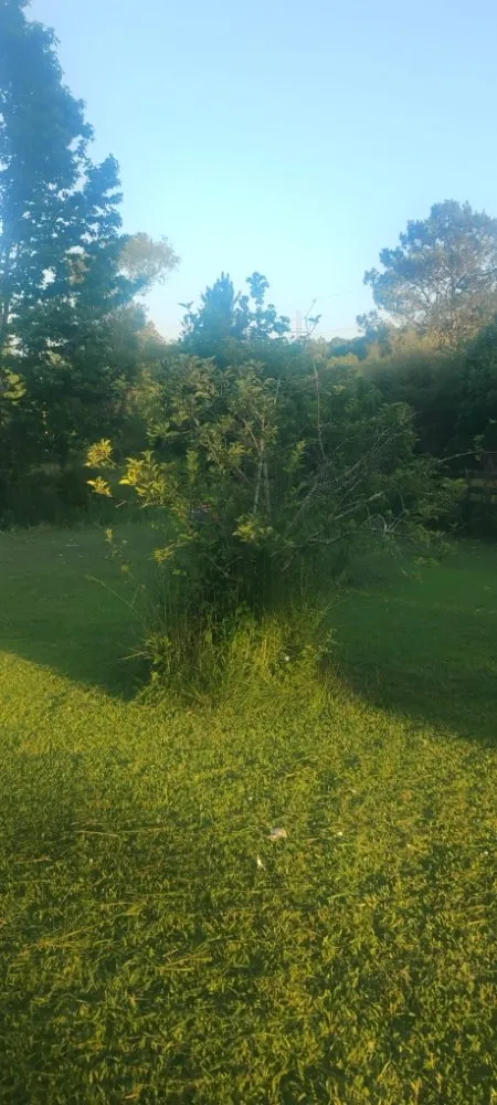 Professional lawn care service experts serving Sand Rock, AL - Savdra Lawn Cutters