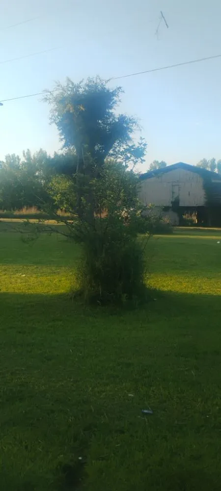 Affordable landscaping services in Sand Rock, AL by Savdra Lawn Cutters