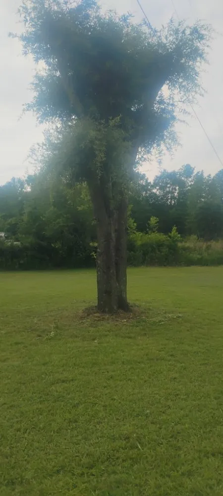 Reliable yard maintenance in Sand Rock, AL by Savdra Lawn Cutters