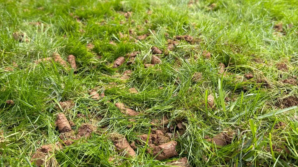 Top-rated yard maintenance in Hanover, MD - SaveGreene Landscape