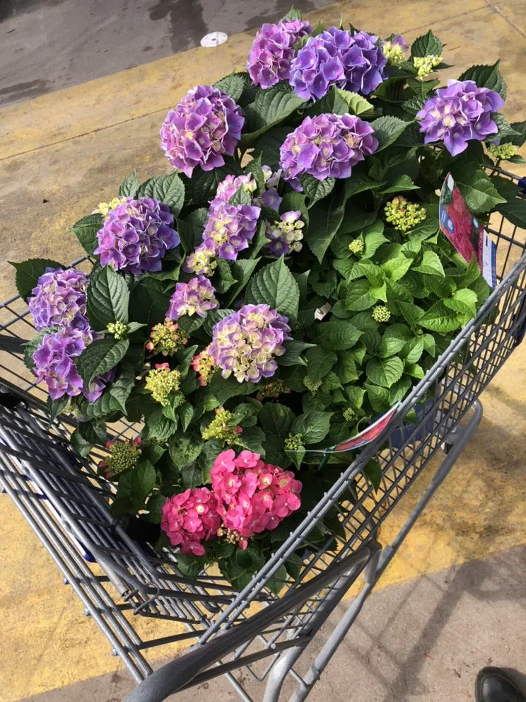 Custom landscape installation in District Heights, MD by Saves U Time